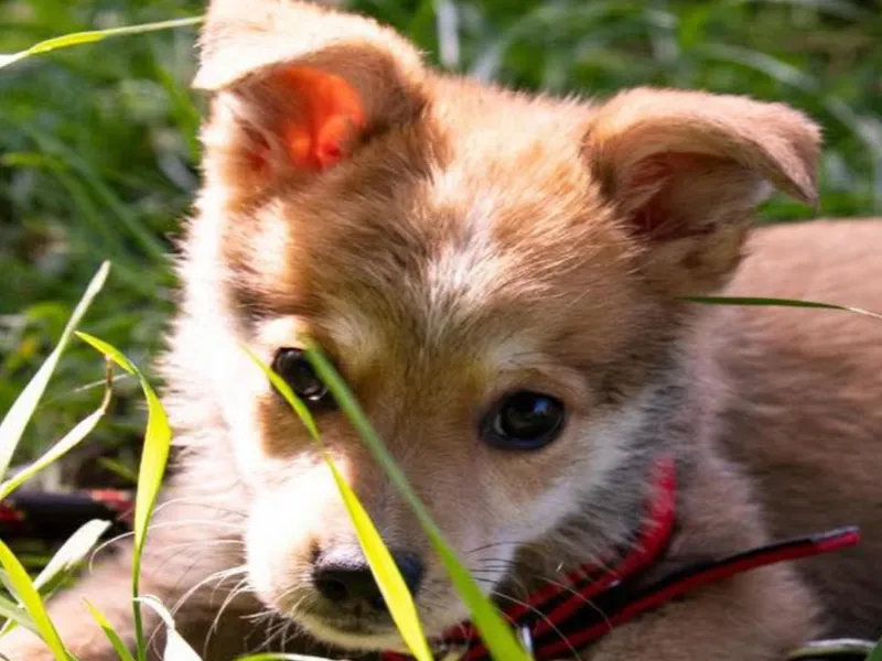 Târg de adopții de căței în Parcul Izvor. 15 căței prietenoși își așteaptă familiile - FOTO: Facebook