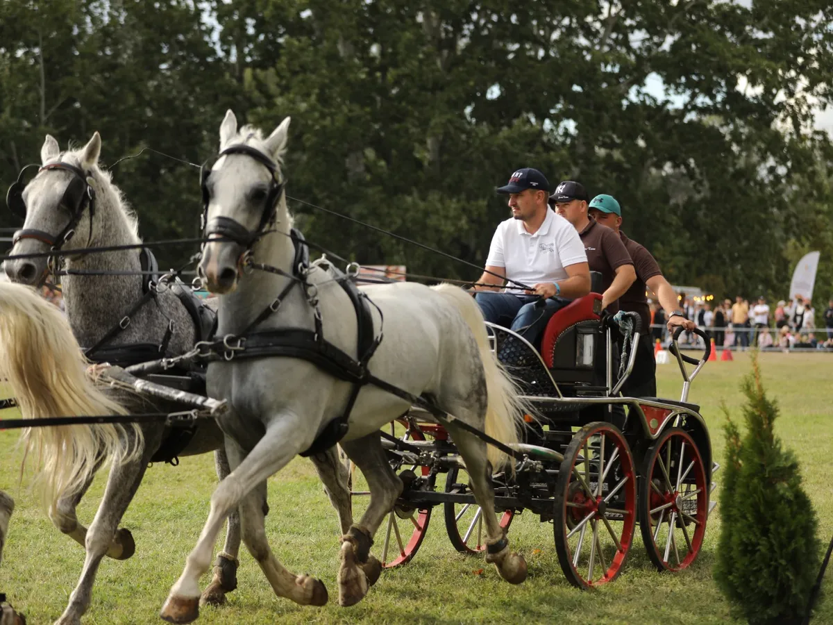Karpatia Horse Show 2026 - Foto: Ștefan Stoica și Diana Grigoriu