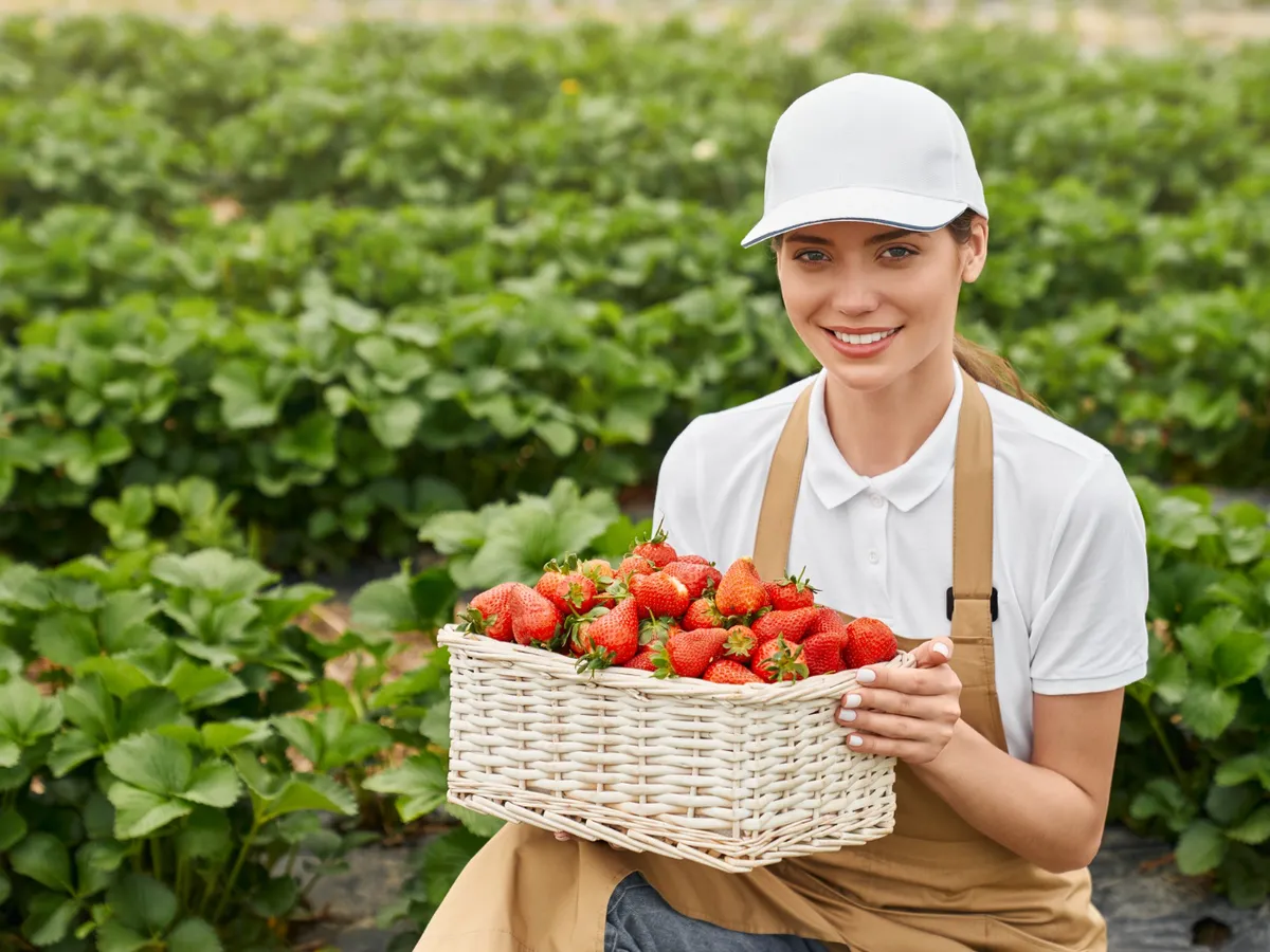 Ce să nu plantezi niciodată lângă căpșuni. Leguma care distruge recolta și o consumi zilnic în salată