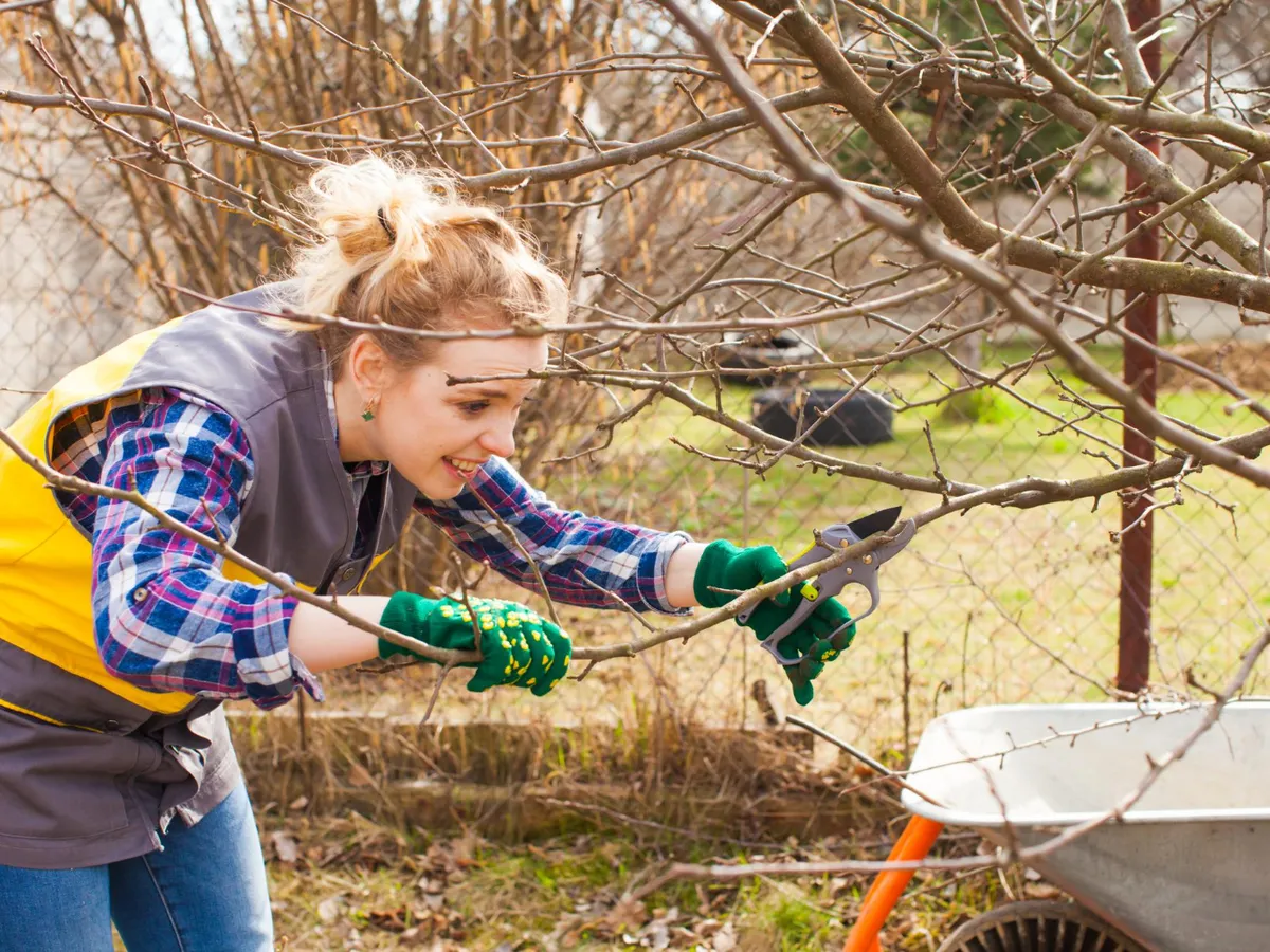 Ce temperatură trebuie să fie afară ca să poți tăia pomii? Vezi ce se întâmplă dacă îi tai când înfloresc
