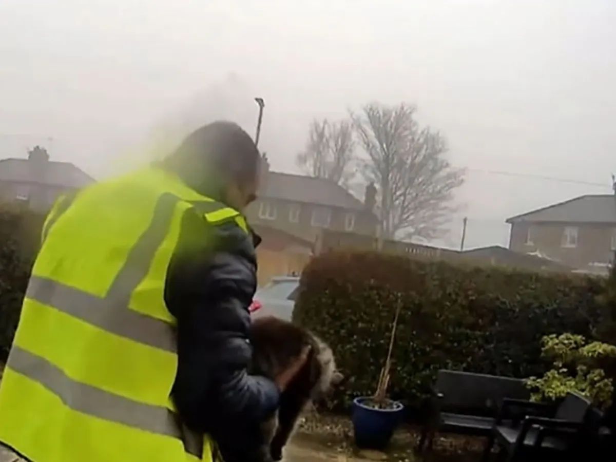 Un român din Marea Britanie riscă să stea cinci ani în închisoare pentru că a furat o pisică - Foto: Digi24