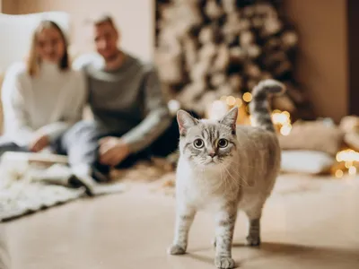 Pisică în familie - Foto: Freepik (Imagine cu rol ilustrativ)