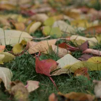 Frunze - Foto: Pexels (Imagine cu rol ilustrativ)