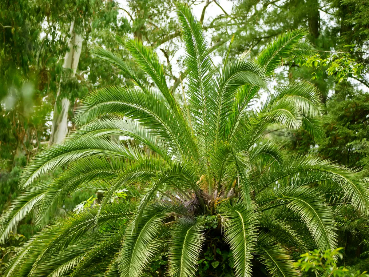 Cycas Revoluta - Foto: Freepik (Imagine cu rol ilustrativ)