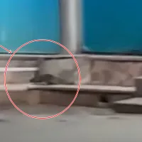 VIDEO Şobolanii se plimbă ca pe Strasse prin magazinele non-stop din municipiul Alexandria - Foto: captură video YouTube/Total Impact