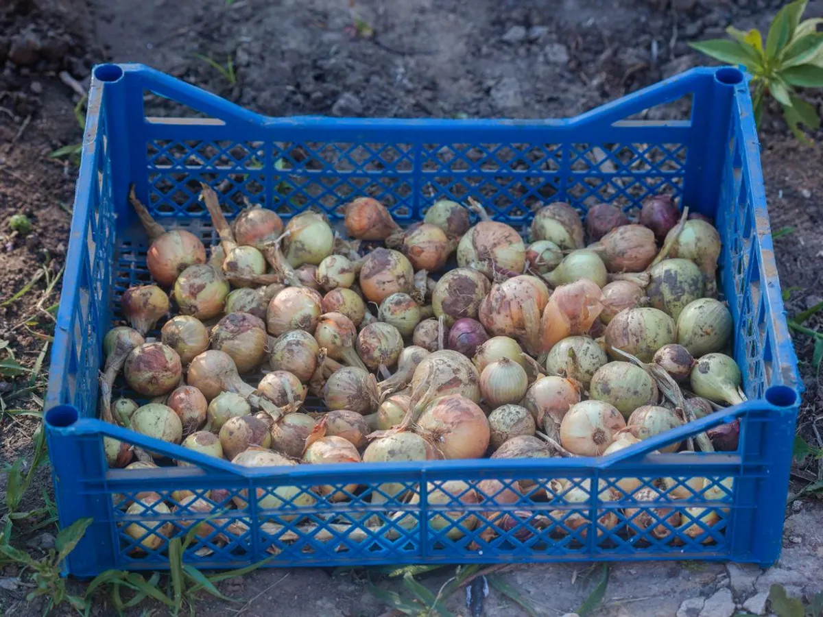 Cum și când să plantezi ceapă de iarnă, astfel încât să nu putrezească? Va produce o recoltă bună de căpățâni