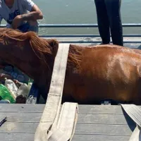 VIDEO Noul ponton al Primăriei Alba Iulia a cedat sub greutatea unui cal. Investiție de 80.000 euro/ ISU Alba