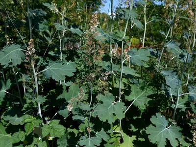 Macleaya cordata - Foto: Profimedia Images (Imagine cu rol ilustrativ)