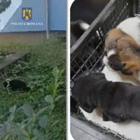 Bărbat amendat de polițiști după ce a abandonat o cățelușă cu pui în fața unui cabinet veterinar - Foto: IPJ Caras-Severin
