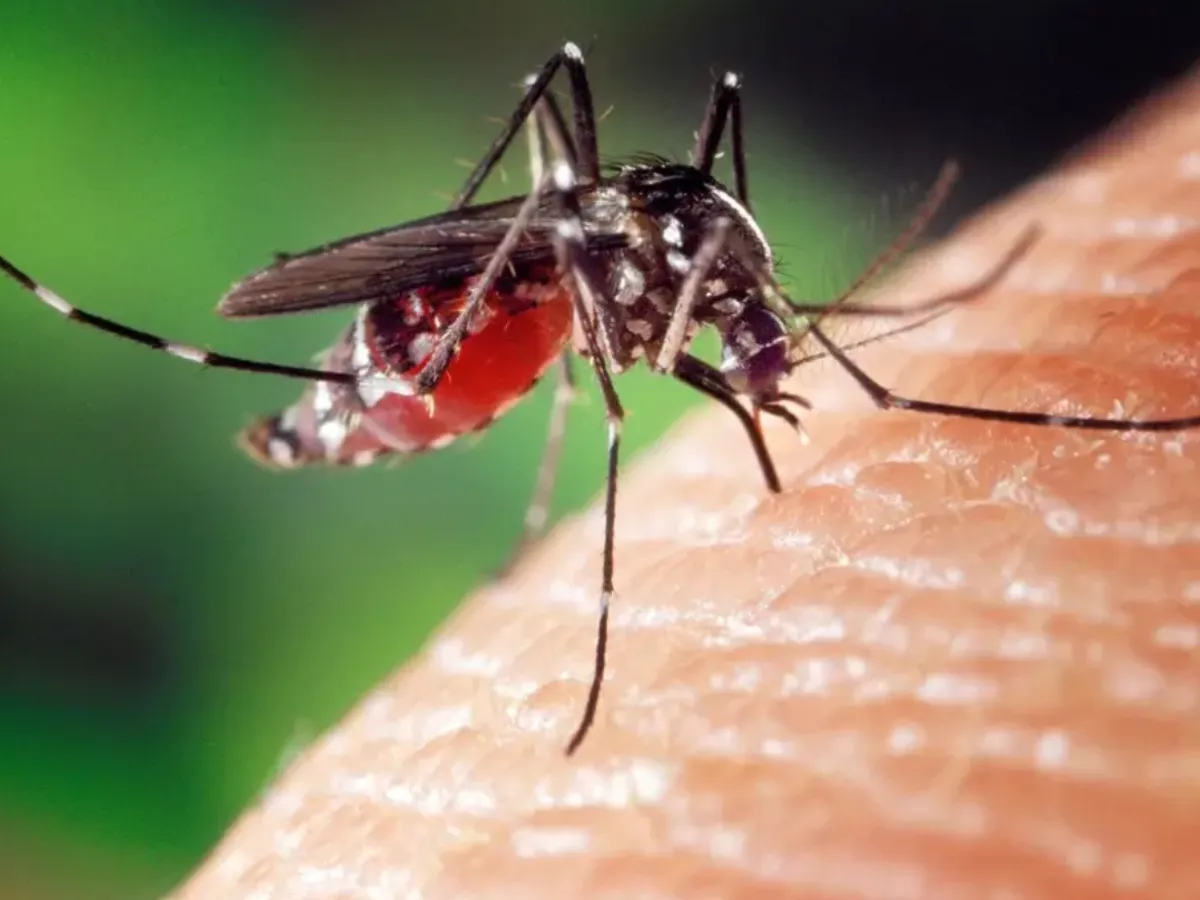 Restricții pentru donarea de sânge în 2 localități, din cauza virusului West Nile. Cât vor dura - Foto: Profimedia images (rol ilustrativ)