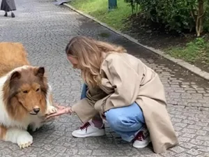 Bărbatul transformat în câine Collie - Foto: Twitter