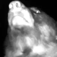 VIDEO Un urs şi-a făcut 400 de selfie-uri, în pădure, folosindu-se de o cameră de supraveghere - Foto: captură YouTube