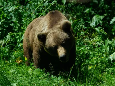 Panică într-un sat din Bistrița. O ursoaică cu doi pui a intrat în curtea unei case - Foto: Profimedia images - Caracter ilustrativ