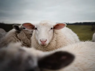 Oaie într-o turmă de ovine - Foto:: Magnific.com/wirestock