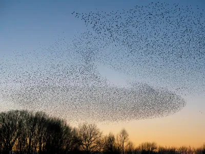 Păsări în zbor - Foto: Freepik