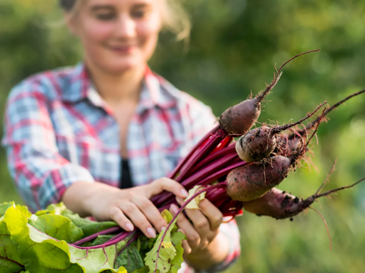 Care sunt cele mai bune date pentru a semăna sfeclă primăvara? Semințele trebuie înmuiate cu 12 ore înainte