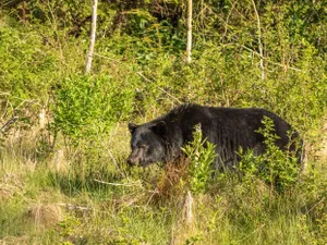 Un turist străin a fost muşcat de un urs pe Transfăgărăşan. A încercat să hrănească animalul - Foto: Profimedia Images (Imagine cu rol ilustrativ)