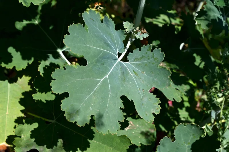 Macleaya cordata - Foto: Profimedia Images (Imagine cu rol ilustrativ)