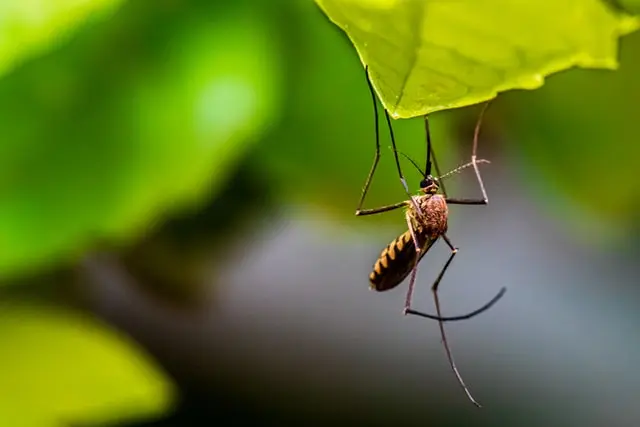 Rusia preconizează o creștere a cazurilor de infecții cu virusul West Nile în această toamnă/FOTO: Unsplash