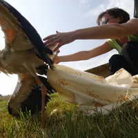 O barză este eliberată de Miruna Gritu, pe un deal din județul Sibiu.Specialista salvează păsări de 10 ani. FOTO: Facebook Asociația „Prietenii Berzelor”