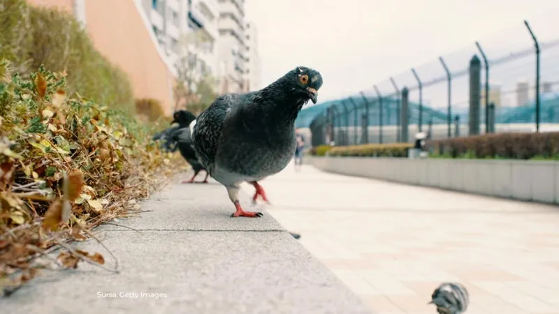 Orașul din România unde ești amendat dacă hrănești porumbeii. De ce nu ai voie?
