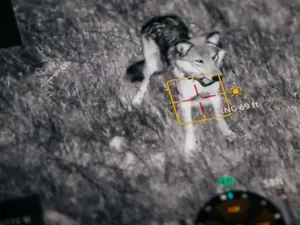 Lupii cenușii din Yellowstone, speriați cu drone. „Bubuie” AC/DC – Thunderstruck din boxe - Foto: WSJ