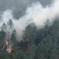 Incendiu de vegetație - Foto: Profimedia