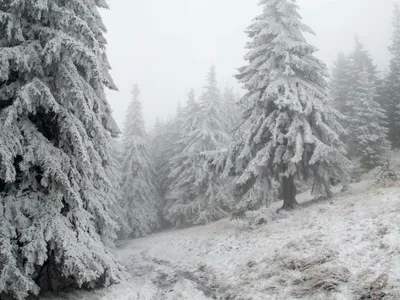 Ninsoare Foto: Shutterstock (imagine cu rol ilustrativ)