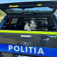 Un câine a fost dus departe de casă cu mașina și abandonat pe câmp, pe raza comunei Racova. - Foto: Poliţia Judeţeană Bacău