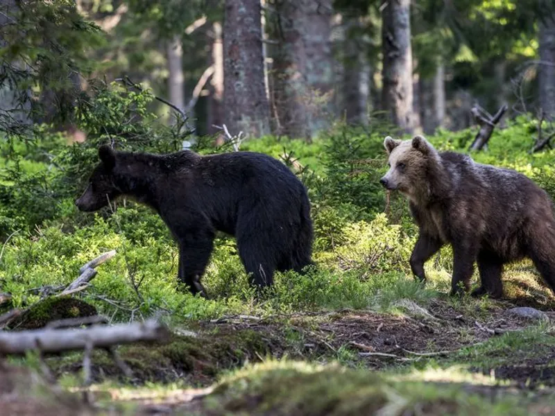 Marea minciună din cazul ursului Arthur: ministrul nu putea da derogare pentru ursoaică cu pui. Foto WWF