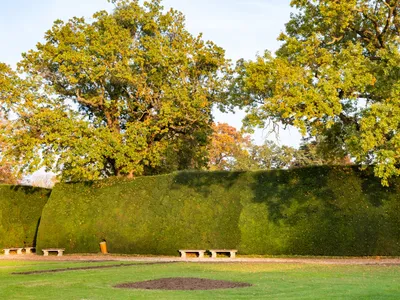 Copaci peste gard - Foto: Freepik (rol ilustrativ)