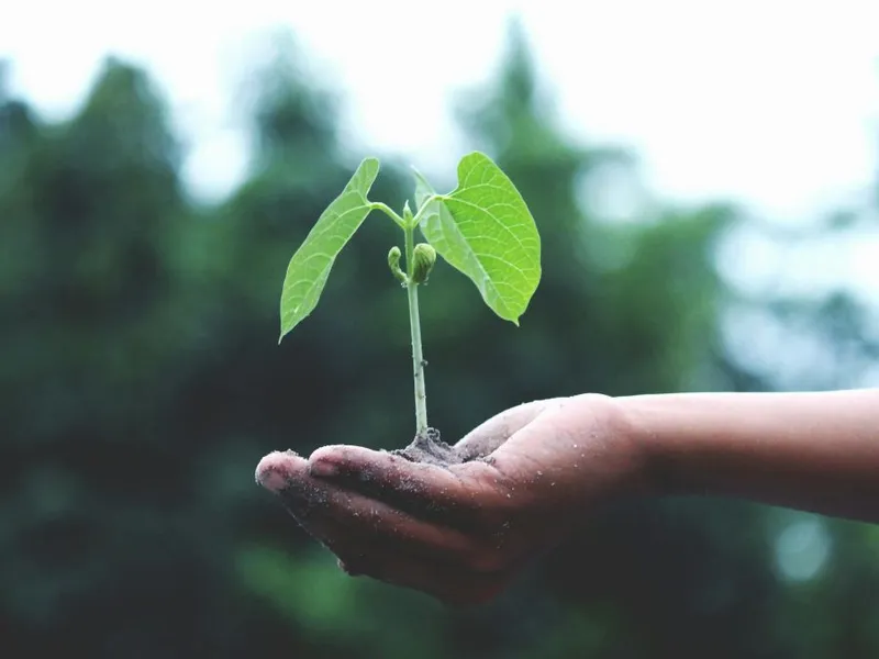 Persoană ţinând în palma ei o plăntuţă verde - Foto: Pexels/Akil Mazumder