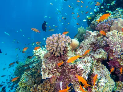 Ne-am putea confrunta cu dispariția peștilor din ocean. Cercetătorii au găsit misterioasa cauză - Foto: Profimedia Images (rol ilustrativ)
