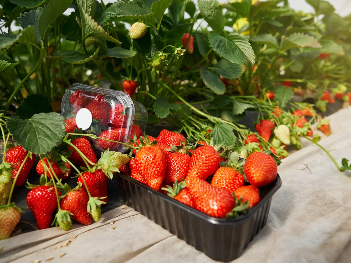 Căpșuni Foto: Freepik (imagine cu rol ilustrativ)