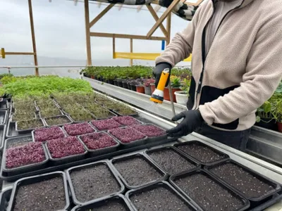 Povestea singurului producător de flori comestibile din Moldova. A pornit de la un dormitor de bloc - Foto: ZdI