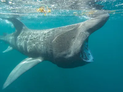 Rechin pelerin - Foto: Profimedia Images (Imagine cu rol ilustrativ)