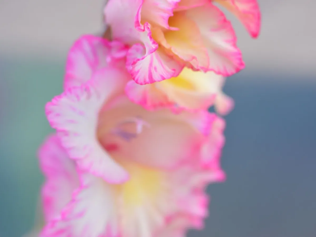 Gladiole - Foto: Pexels (Imagine cu rol ilustrativ)
