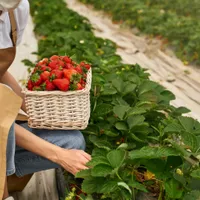Plantațiile de căpșuni sunt puternic afectate de temperaturile scăzute din ultimele săptămâni Foto: Freepik (fotografie cu caracter ilustrativ)