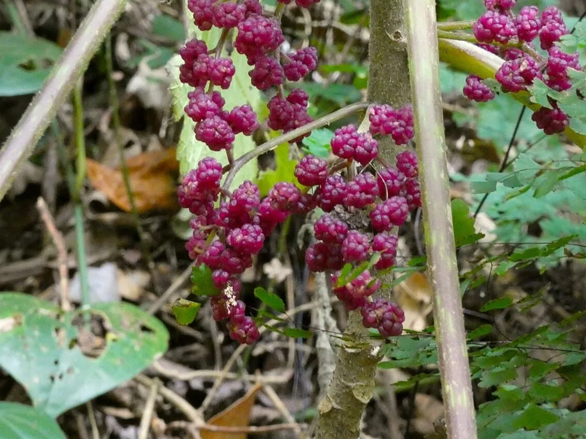 Cea mai periculoasă plantă din lume provoacă dureri atroce