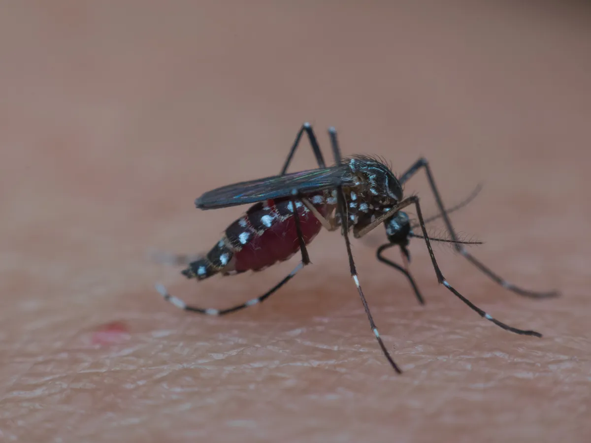 Țânțar - Foto: Freepik