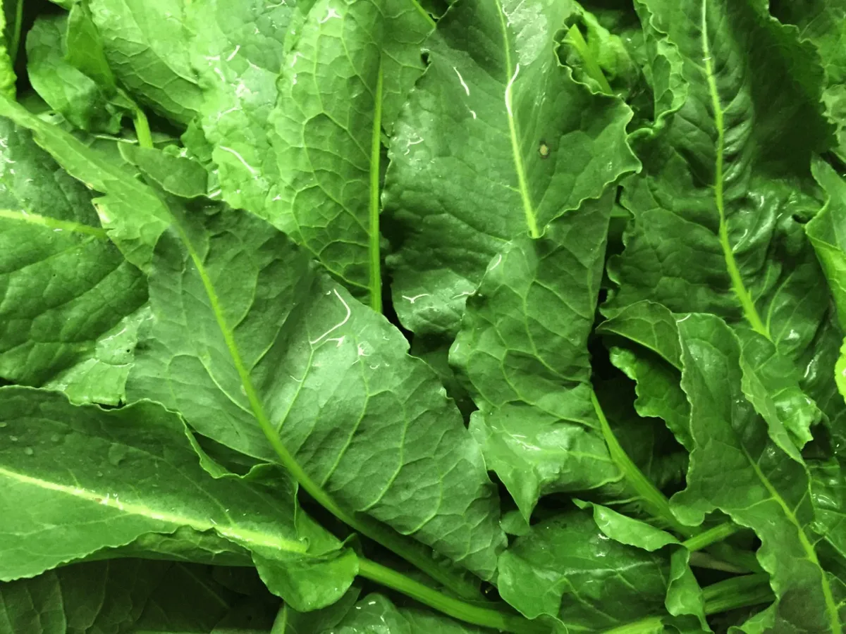 Planta sălbatică de pe marginea drumului care te scapă de retenția de apă și conține vitamina C - Foto: freepik (imagine cu rol ilustrativ)