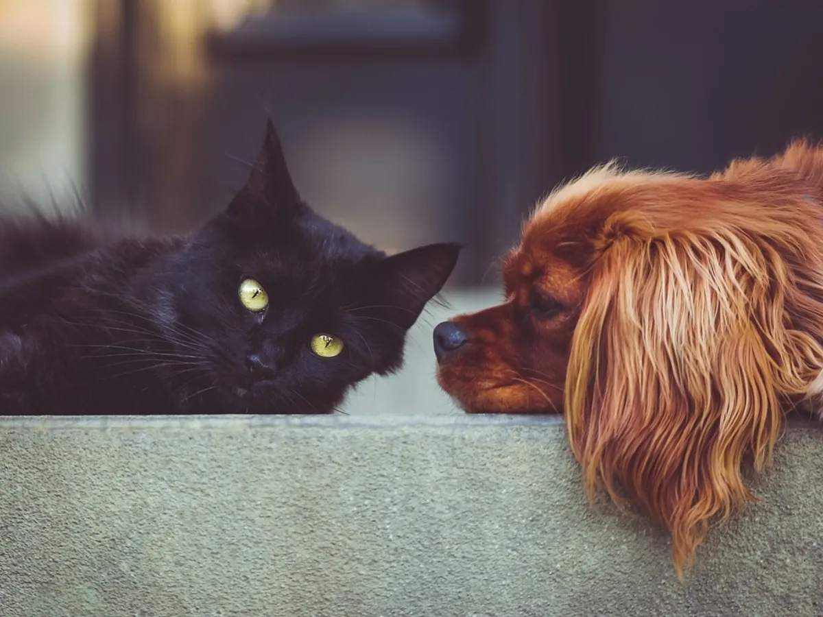 Amenzi de până la 3.000 lei pentru proprietarii de câini și pisici. Ce trebuie neapărat să dețină? - Foto: Istock / imagine cu rol ilustrativ