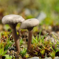 Știați că: ciupercile pot comunica până la 50 de cuvinte? Ce au descoperit oamenii de știință Foto: Profimedia (fotografie cu caracter ilustrativ)