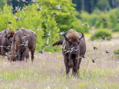 Bizonul european a fost reintrodus în Munții Carpați - Foto: rewildingeurope.com