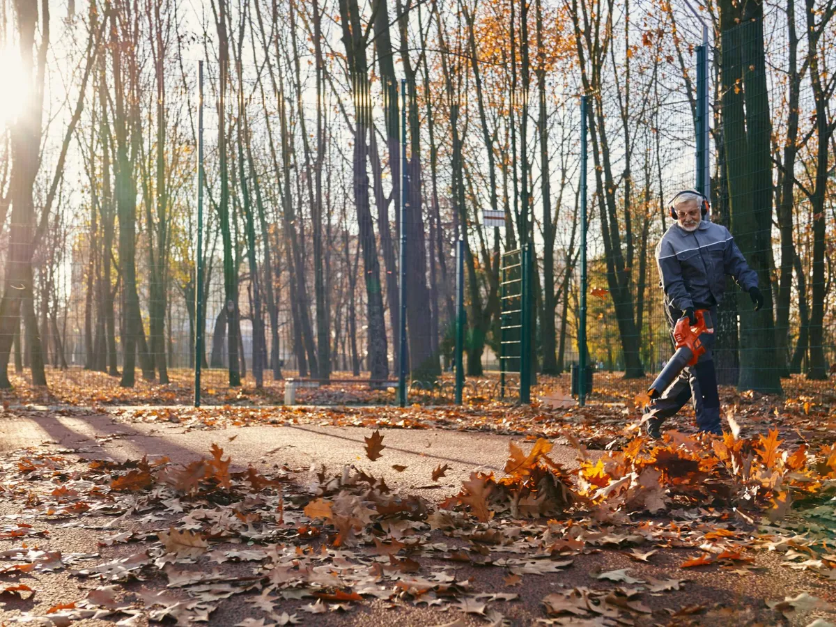 Cum să transformi frunzele căzute în mucegai valoros pentru grădină. Grădinarii îl numesc „aurul negru”