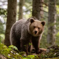 Urs - Foto: Profimedia