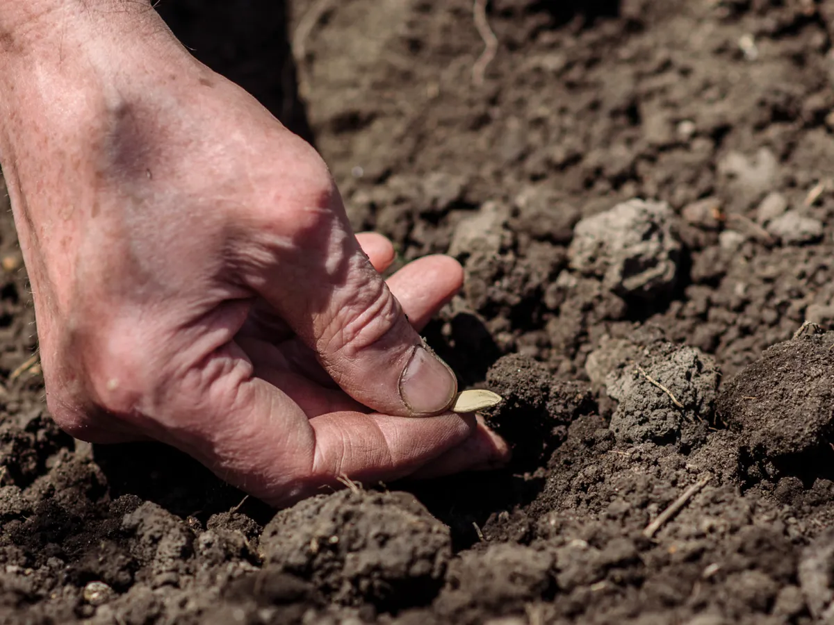 Semințe care sunt plantate - Foto: Magnific.com (Imagine cu rol ilustrativ)