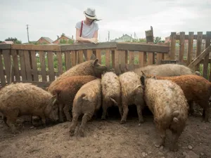 S-a mutat la țară pentru aer curat dar s-a ales cu porcii lângă gard. ”Sensibili mai sunteți unii” - Foto: Freepik.com (rol ilustrativ)