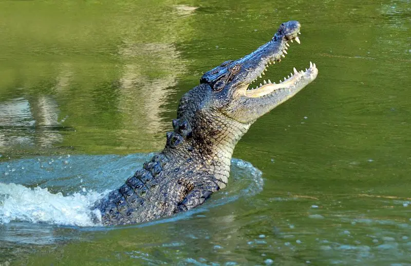 Crocodil/FOTO: Getty