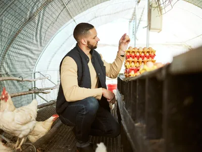 Cum știi dacă mai sunt sigure pentru consum ouăle care au înghețat în coteț? Ce să faci dacă au coaja crăpată - Foto: Freepik (Imagine cu rol ilustrativ)